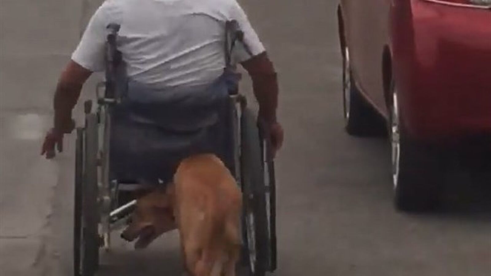 Un perro empuja la silla de ruedas de su dueño discapacitado