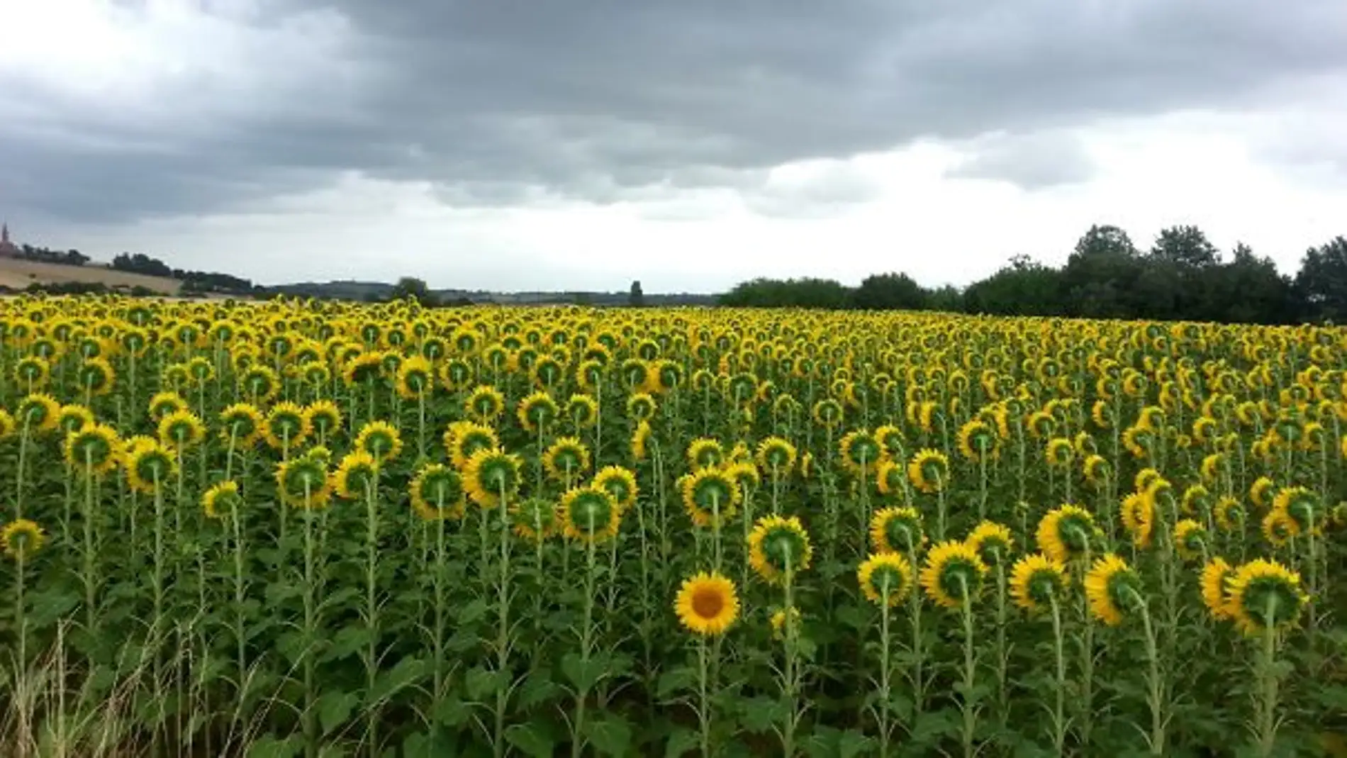 Girasoles