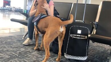 Así reacciona un perro de terapia ante un ataque de su dueño