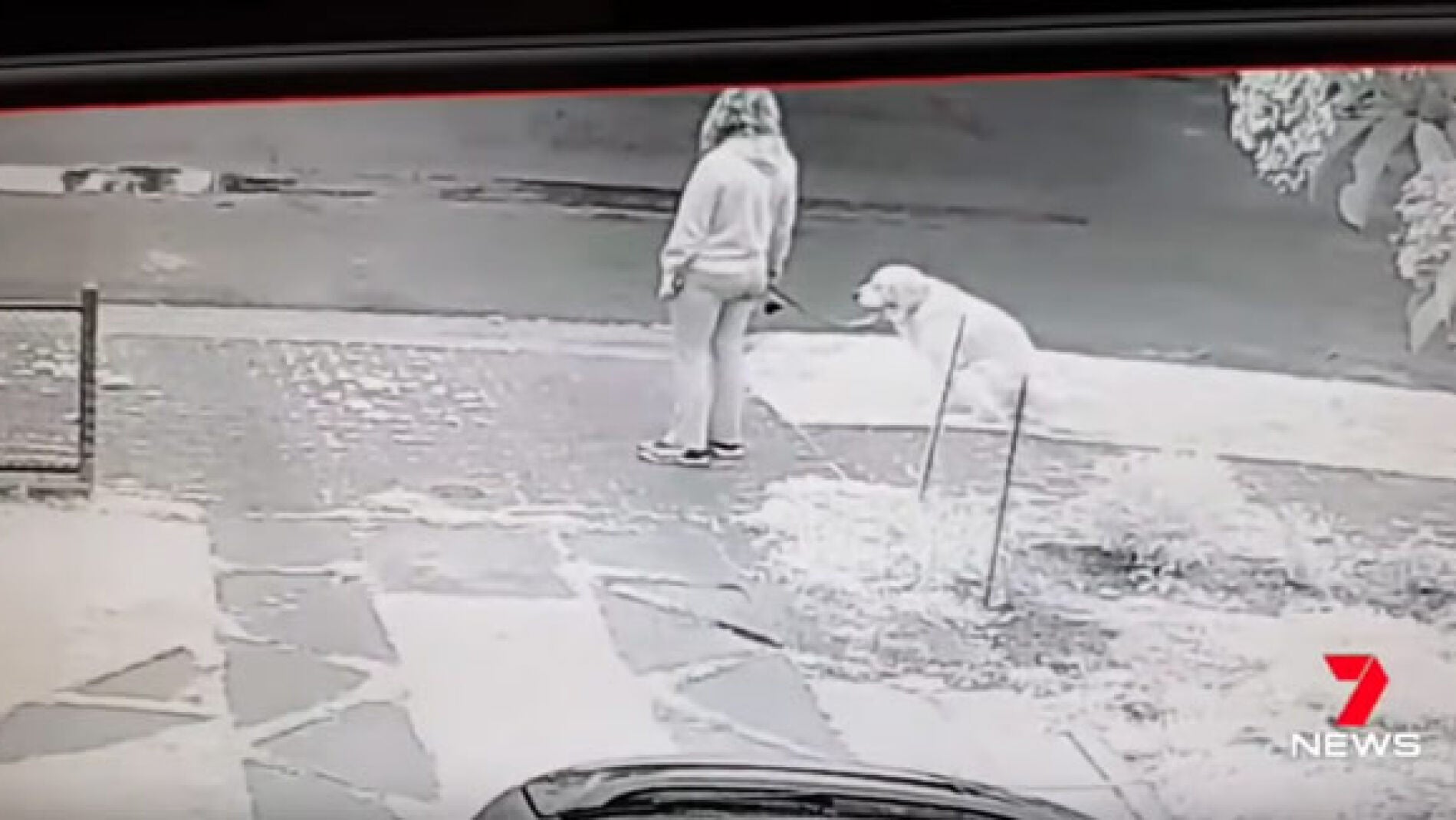 No recoge la caca de su perro