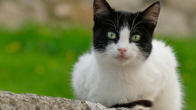 Cuando los animales son quienes nos cuidan: la mascota como ansiolítico
