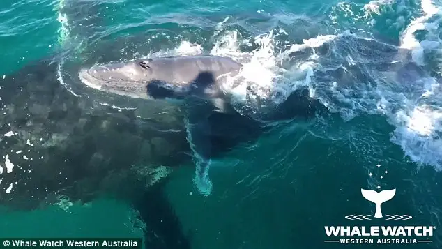 Delfines defendiendo a una ballena