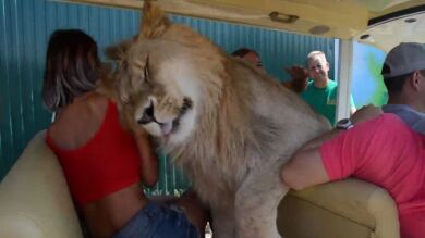 Un león se mete en un vehículo lleno de turistas