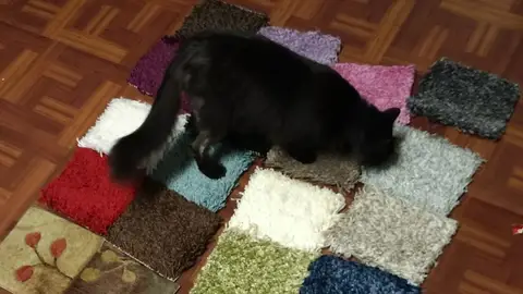 Gato con muestras gratis de Amazon Gato con muestras gratis de Amazon