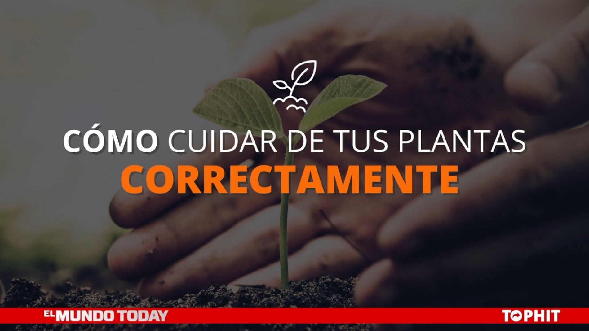 C&oacute;mo cuidar de tus plantas correctamente