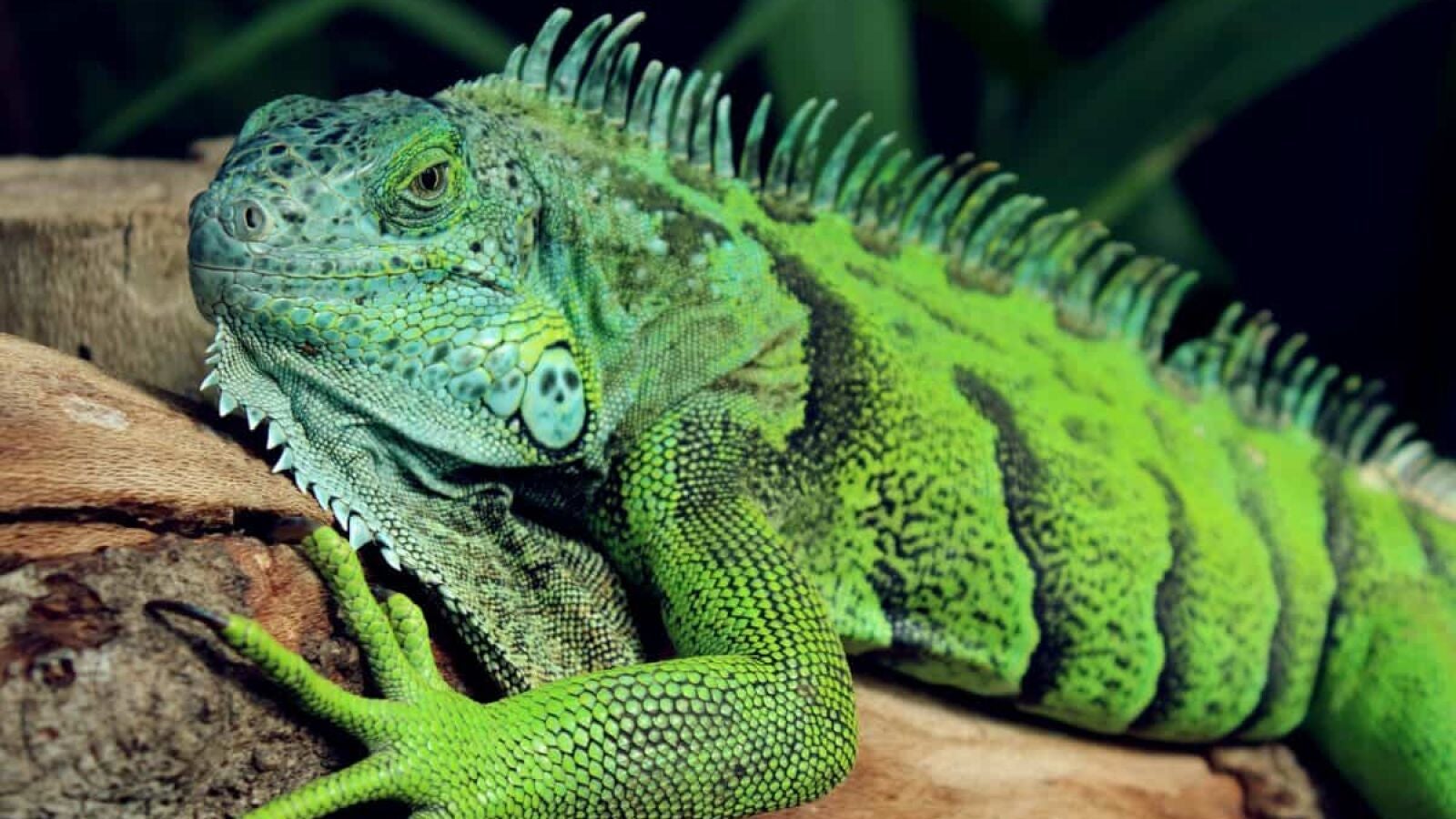 Tiene una cita romántica con una iguana que resulta ser un absoluto fracaso y más de 25 millones de personas han visto el vídeo