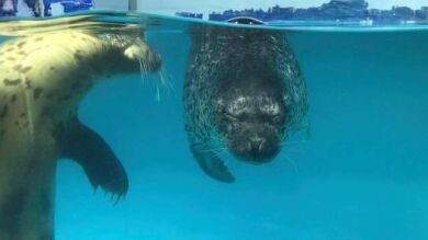  Encuentran a focas que no pueden abrir los ojos viviendo en el infierno de un centro comercial chino