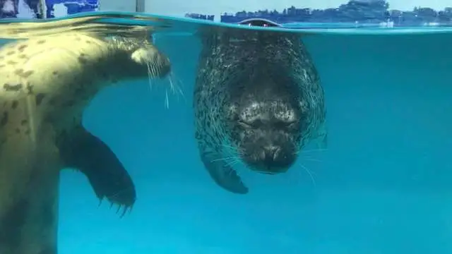 Focas que no pueden abrir los ojos