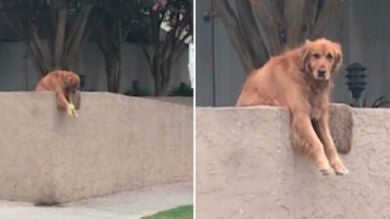 Este inteligente perro tira todos los días su pelota fuera de casa para que los que pasan jueguen con él