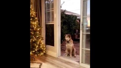 Este perro piensa que la puerta está cerrada y no entra hasta que se la abren