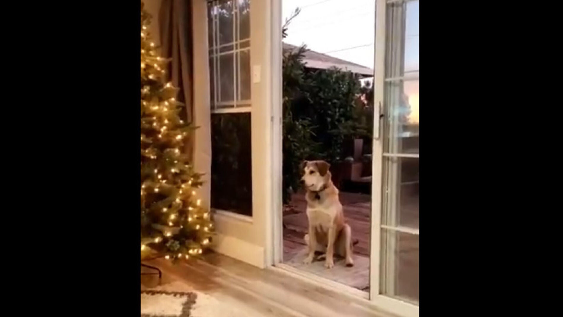 El perro Akela
