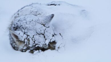 Rescatan a un perro a punto de morir que se había quedado atrapado en un lago en Rusia 
