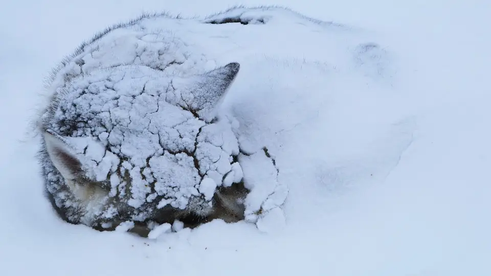 Perro enterrado en la nieve (Archivo)