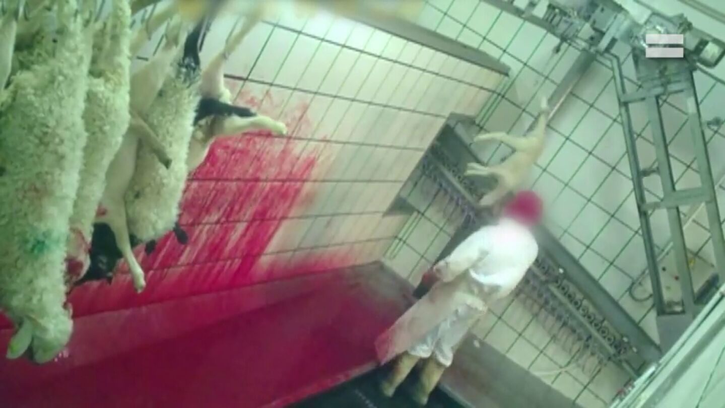 Lanzados, pateados y degollados sin aturdir: las imágenes del brutal maltrato en un matadero de Segovia