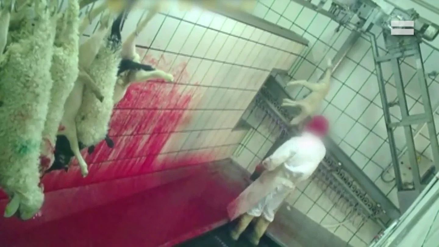 Lanzados, pateados y degollados sin aturdir: las imágenes del brutal maltrato en un matadero de Segovia Lanzados, pateados y degollados sin aturdir: las imágenes del brutal maltrato en un matadero de Segovia
