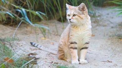 Consiguen grabar a los gatos más invisibles del mundo en el Sáhara