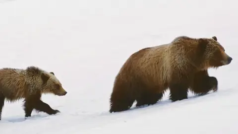 Anuncio de El Almendro Anuncio de El Almendro