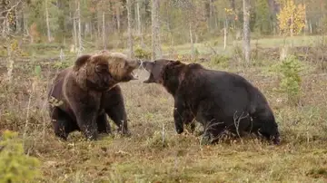 Pelea entre dos osos
