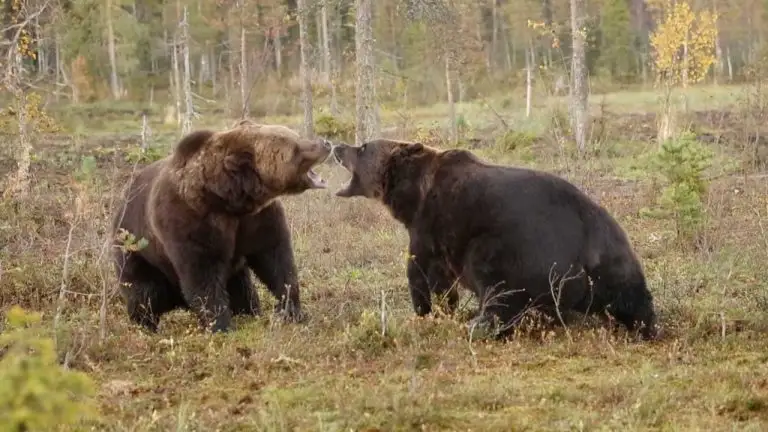 Pelea entre dos osos
