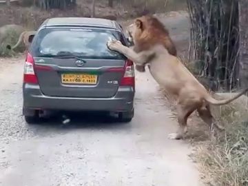 León atacando un coche de turistas