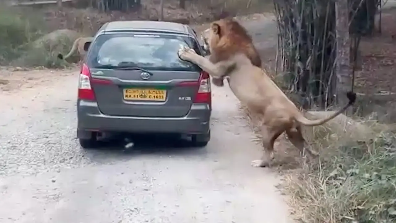 VÍDEO: Un león cabreado ataca un coche lleno de turistas en la India