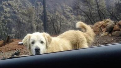 Regresaron a su casa un mes después de que la arrasara el fuego y se encontraron a su perro desaparecido esperándoles