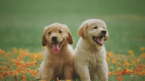 Dos cachorros de perro Dos cachorros de perro