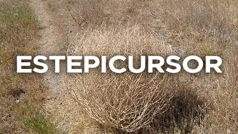 Estepicursor Estepicursor