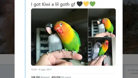 Kiwi y su novia gótica Kiwi y su novia gótica