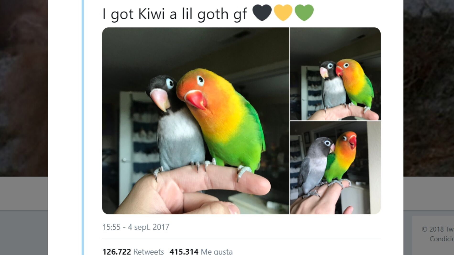 Kiwi y su novia g&oacute;tica