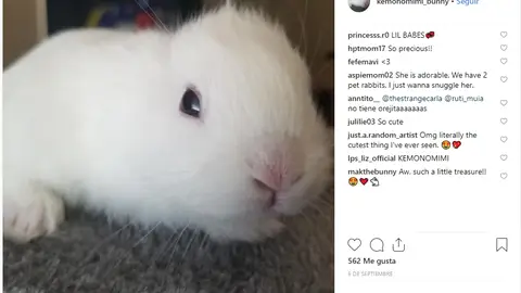 Conejo sin orejas Conejo sin orejas