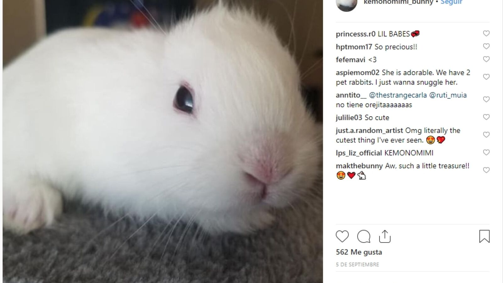 Un conejo que nació sin orejas se vuelve viral al recibir unas nuevas