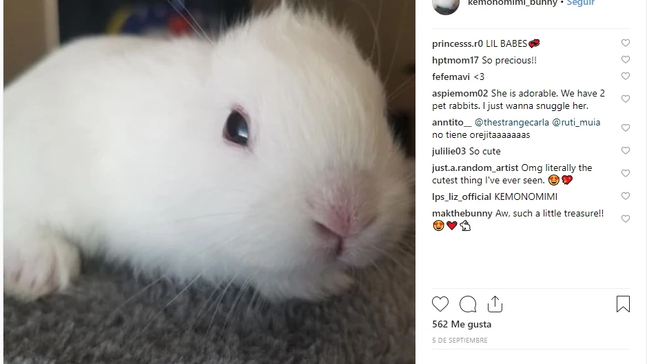 Conejo sin orejas Conejo sin orejas