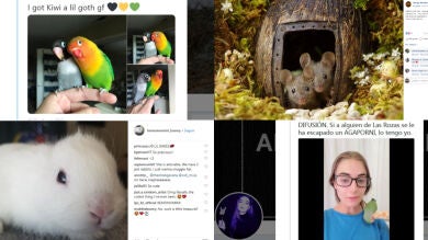 Los 8 animales más adorables del 2018