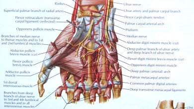Estos libros de anatomía de 1930 son muy desagradables (y modernos)