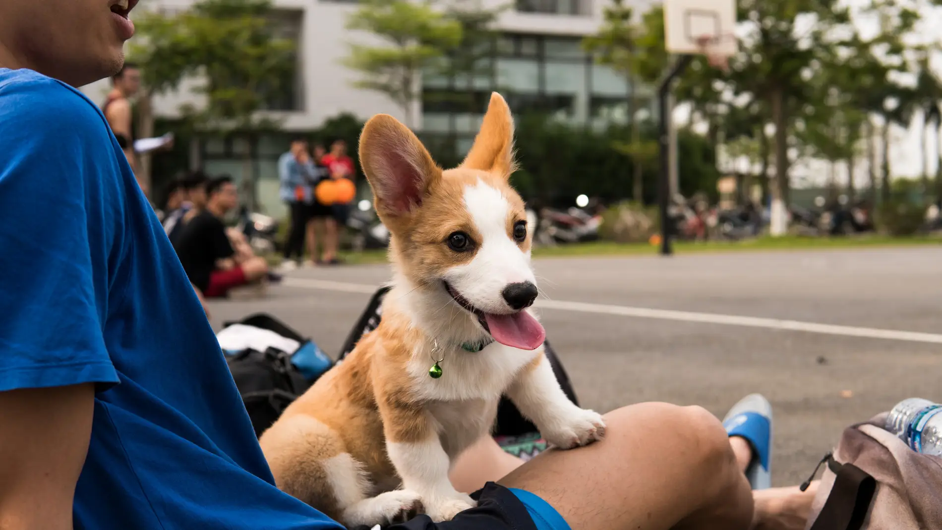 Paseo de perros