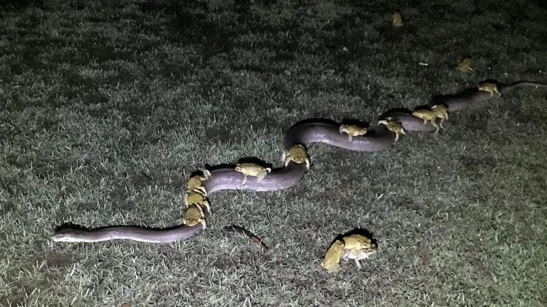 Sapos viajando en una serpiente