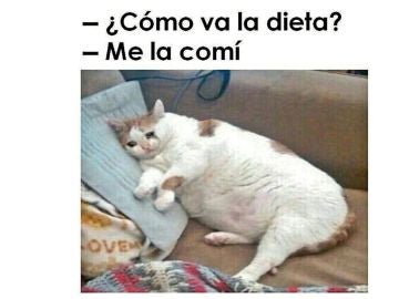 Meme de un gato sobre la dieta