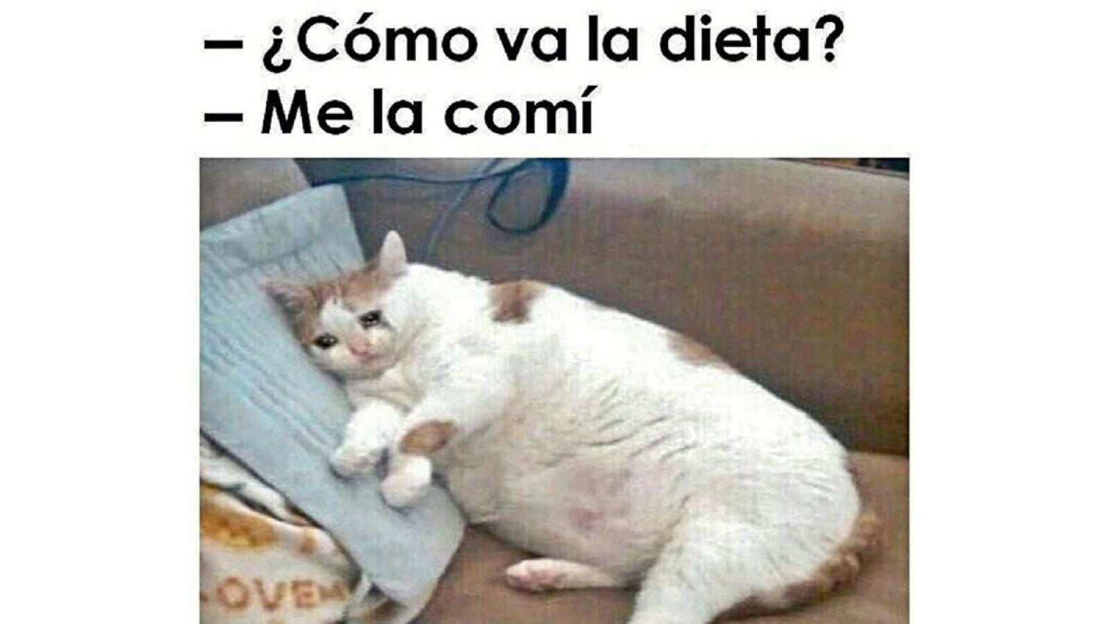 Meme Community Manager: la profesión más divertida del mundo