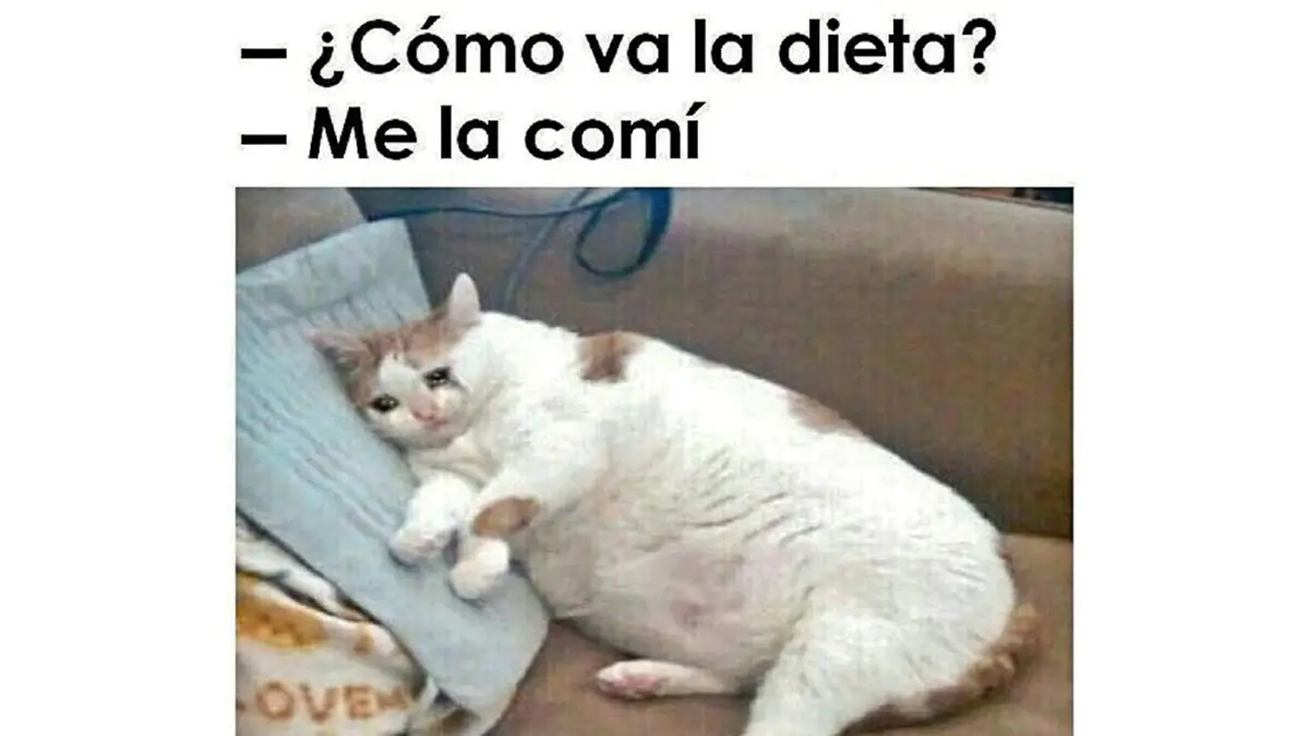 Meme de un gato sobre la dieta