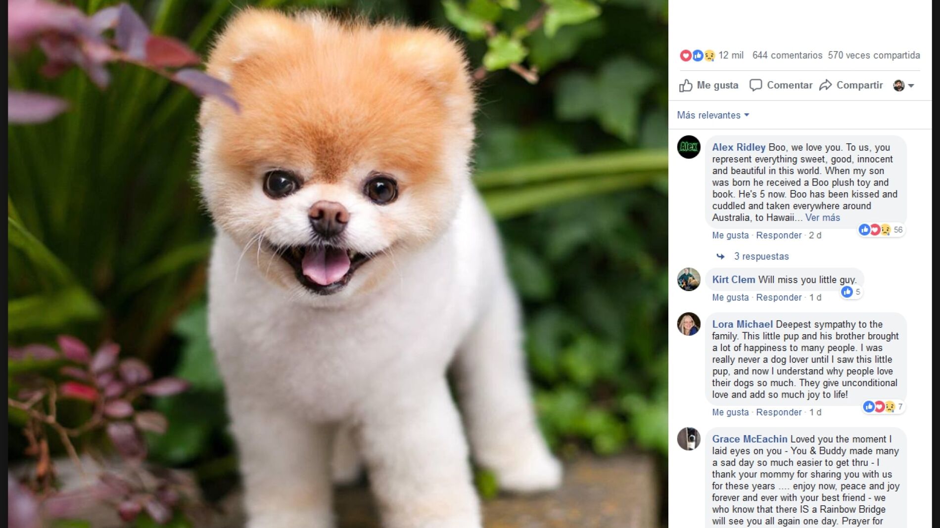 Boo, el perro m&aacute;s bonito del mundo