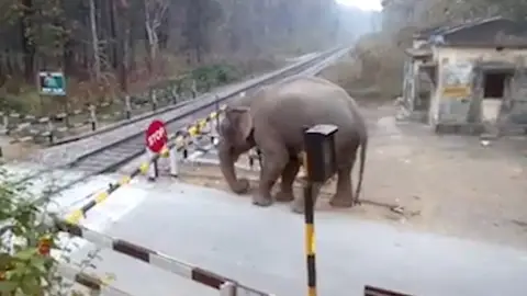 Elefante cruzando las vías del tren Elefante cruzando las vías del tren