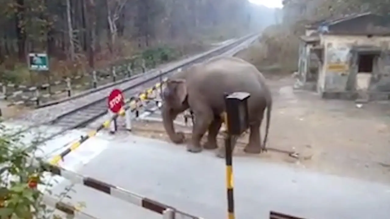 Elefante cruzando las vías del tren