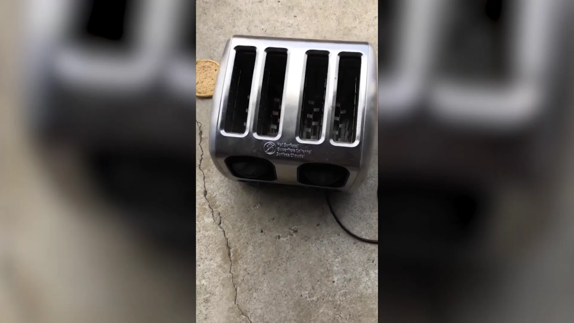 Serpiente escondida en una tostadora