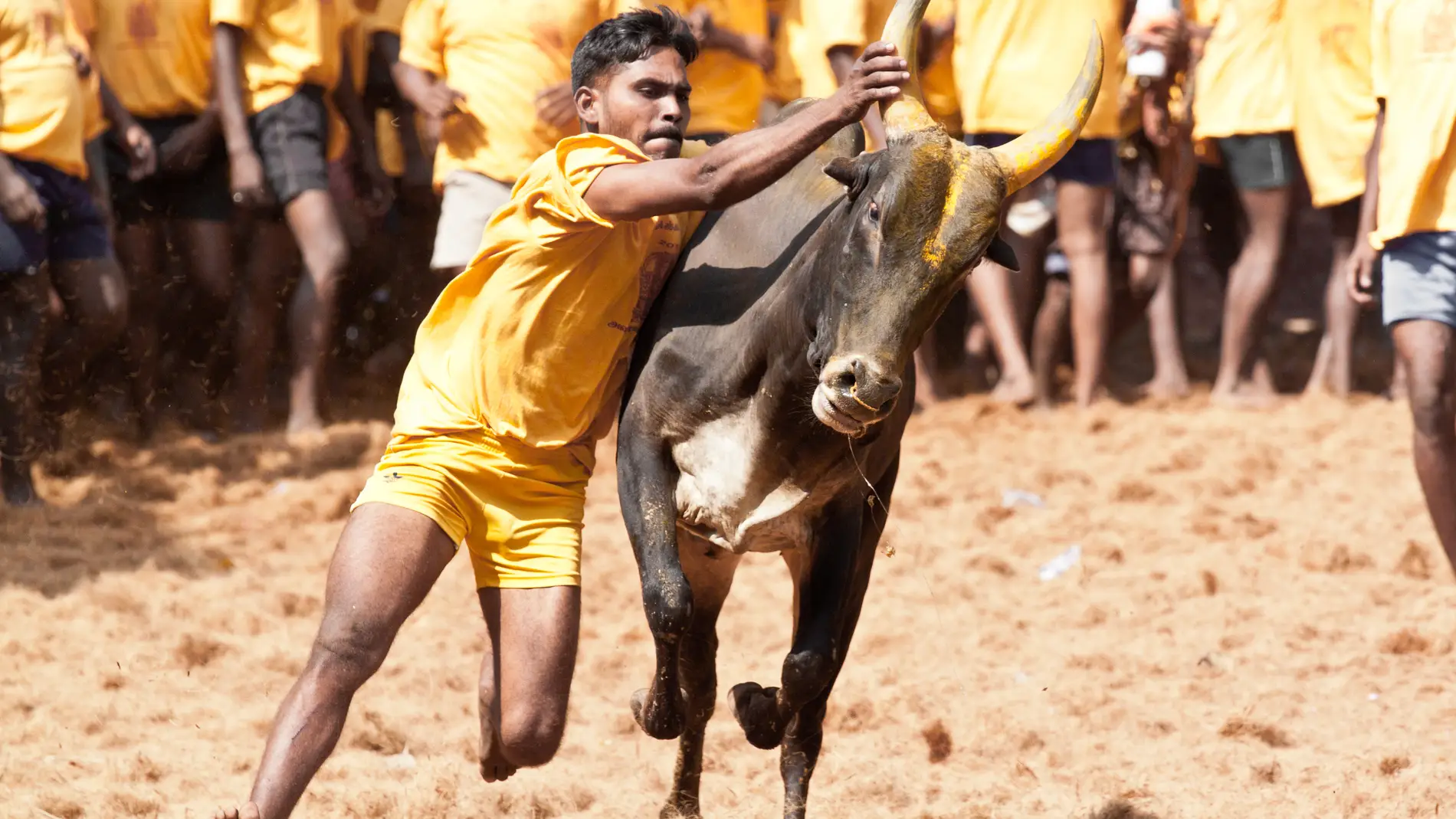 Festival de dominación de toros en la India