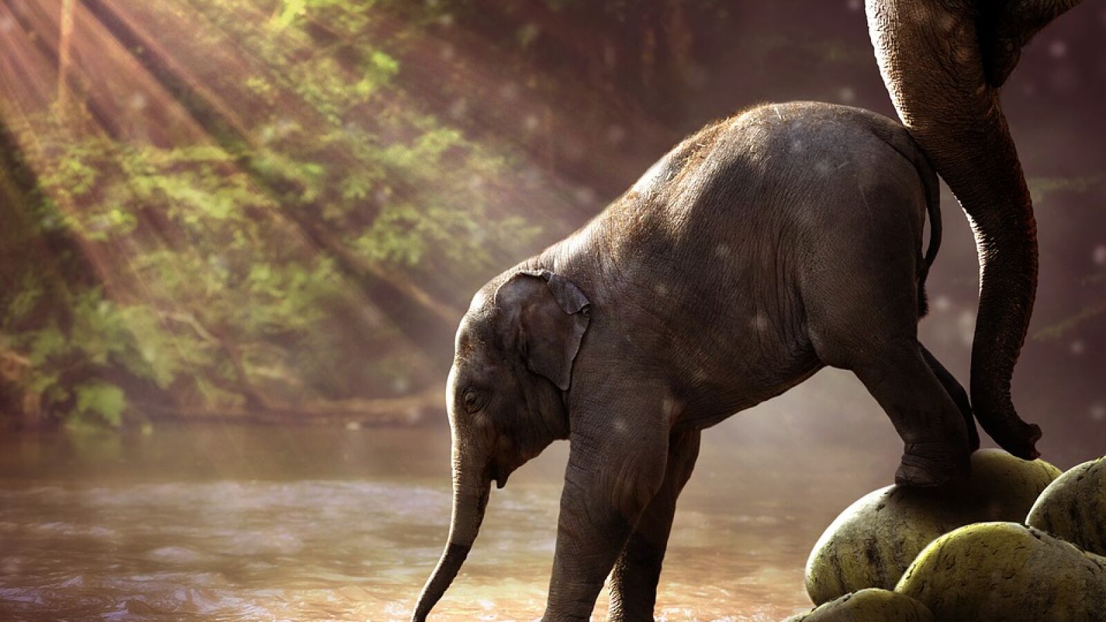 Consiguen rescatar a un elefante del fondo de un pozo en sólo cuatro horas