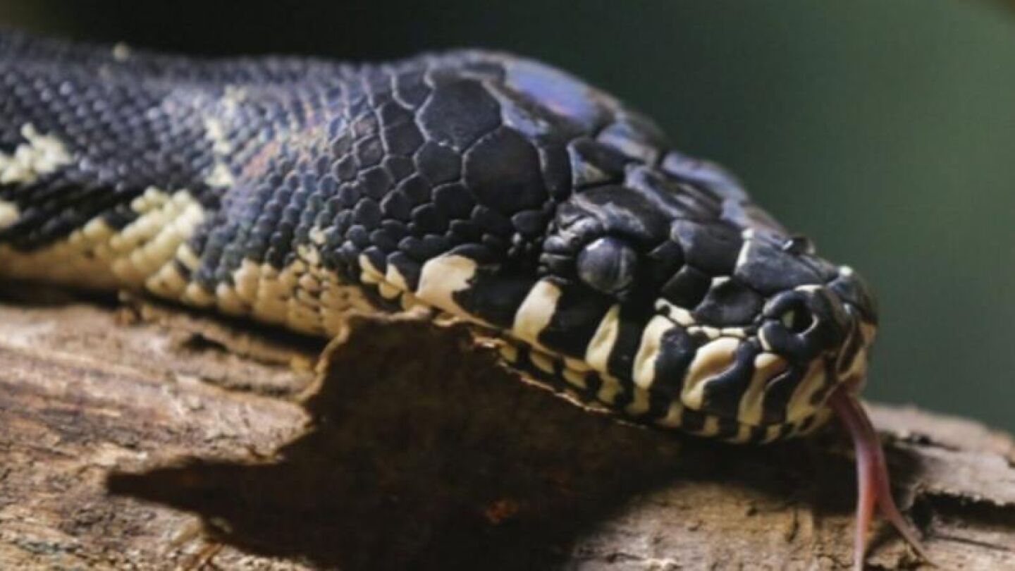 Serpiente pitón