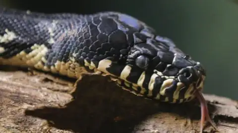 Serpiente pitón Serpiente pitón