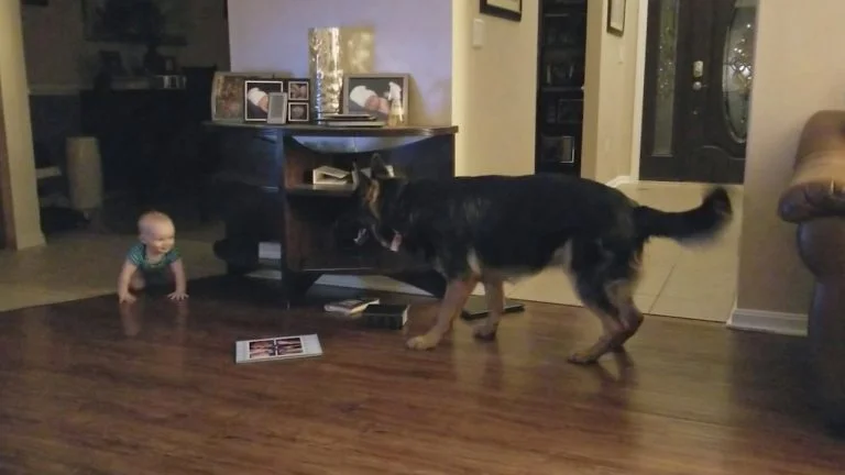 Pastor alemán y bebé jugando juntos