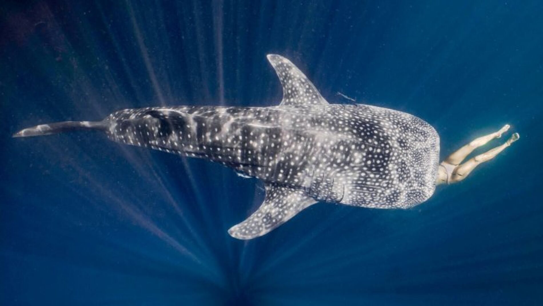 Tibur&oacute;n devorando a una buceadora